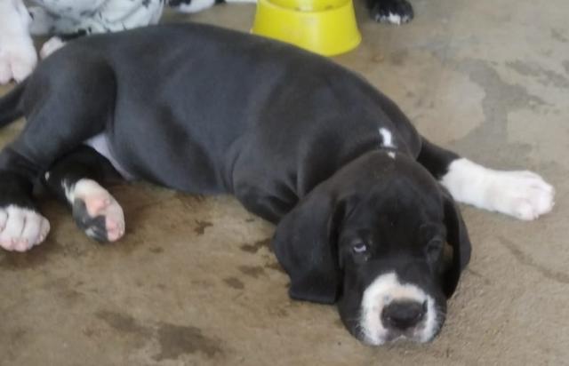 Filhotes de Dogue Alemão - Foto 3