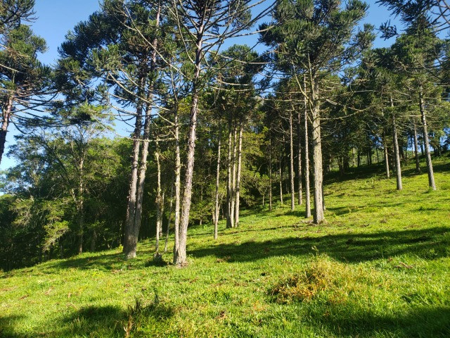 Sítio com Potencial para Investimento - Foto 6