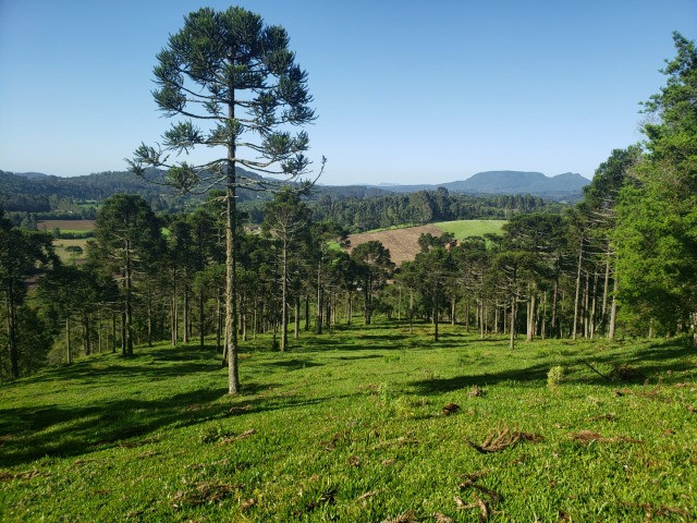 Sítio com Potencial para Investimento - Foto 2
