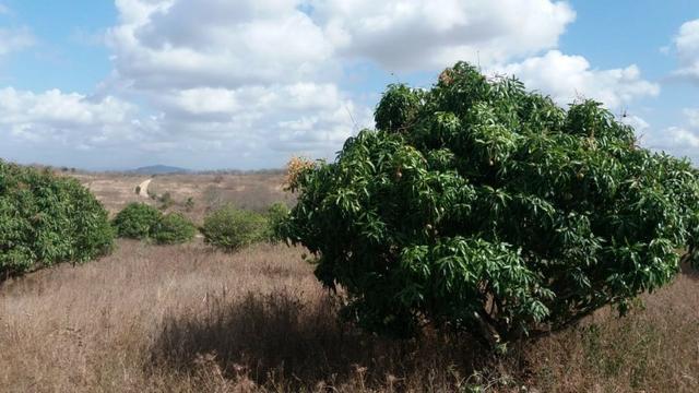 Ótima propriedade, escriturada, de 6 hectares, rica em frutas, em Glória do Goitá-PE - Foto 8