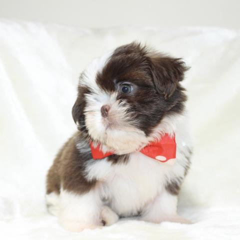 Temos lindos shihtzu micros perninhas curtas - Foto 2