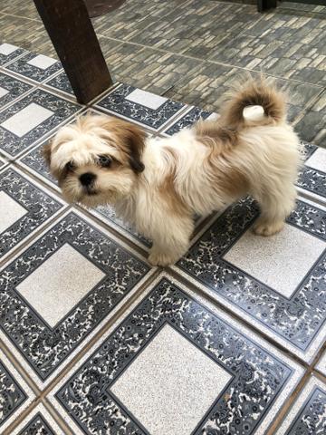 Cachorra fêmea - Foto 3