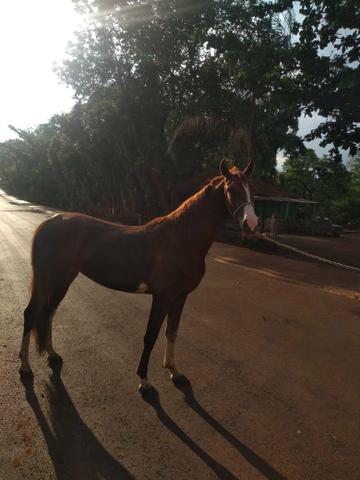 Potra Mangalarga Paulista - Foto 2