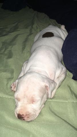 Filhote Pitbull - Foto 2