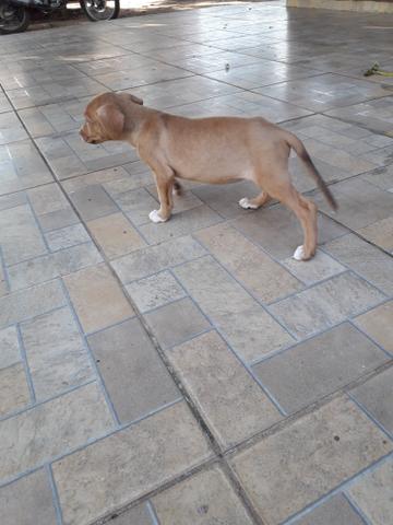 Pitbull femia - Foto 3
