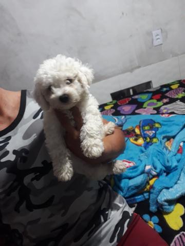 Filhotes poodle watss * - Foto 3