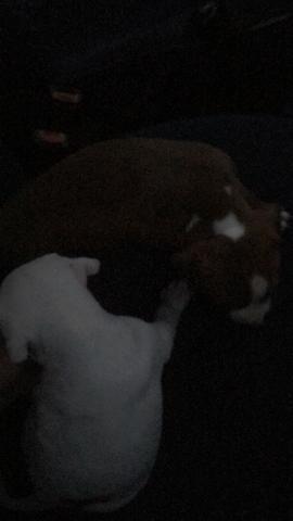 Filhote Pitbull - Foto 3