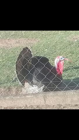 Ovos de peru - Foto 2