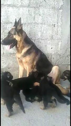 Filhotes de pastor alemão capa preta