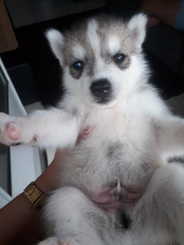 Filhotes de Husky Siberiano - Foto 2