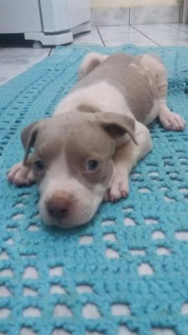 Pitbull - Foto 2