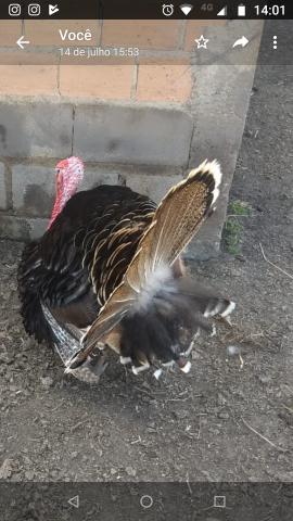 Ovos de peru - Foto 5