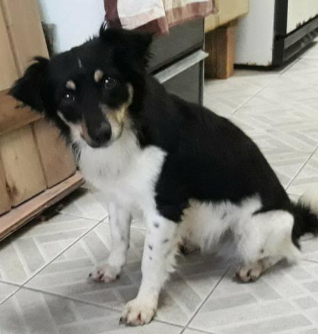 Cãozinho para adoção responsável