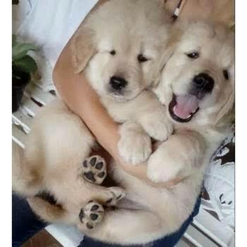 Golden retriever