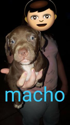 Filhote de Pitt Bull