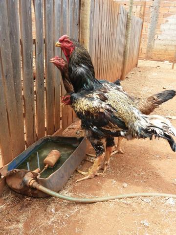 Tenho pra hoje 3 duzias de ovos de indio gigante verdadeiro - Foto 6