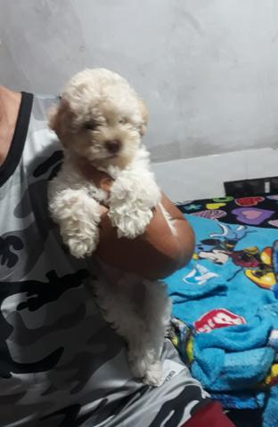 Filhotes poodle watss * - Foto 2