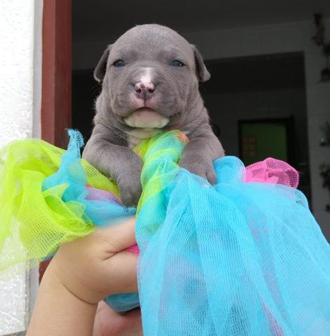 Filhotes american Staffordshire Terrier - Foto 4