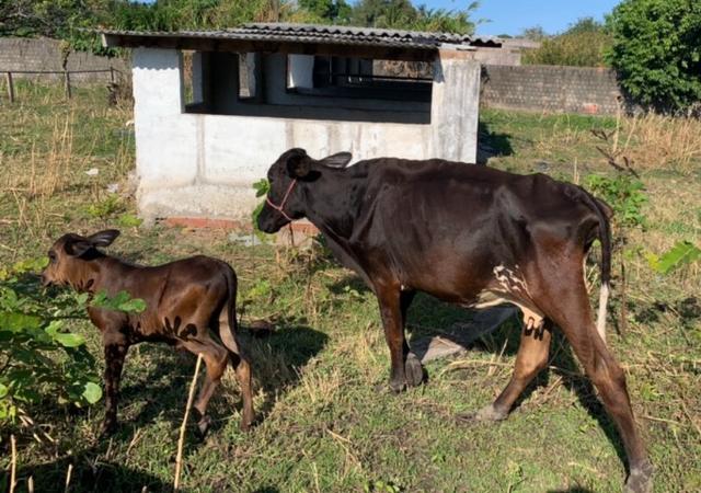 Vaca Girolanda
