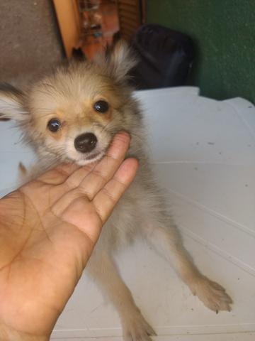 Vendo um lindo Filhote da raça Sptiz Alemão , Machinho