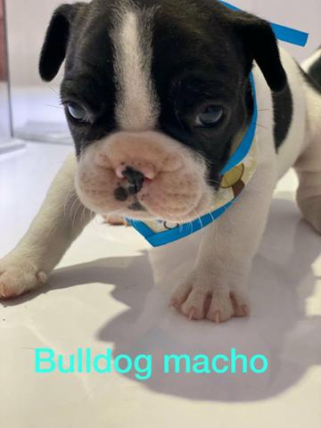 Maravilhosos e fofos bebês de bulldog francês