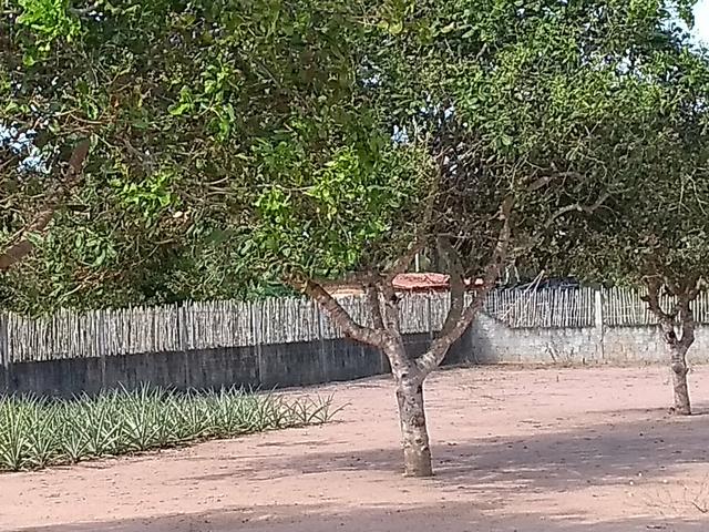 Excelente Sítio na Zona Rural de São José de Mipibu - Foto 6