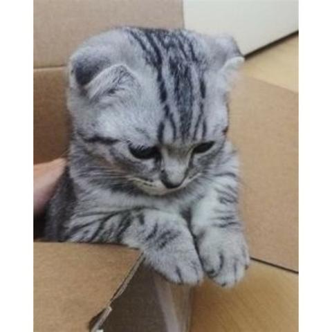 Scottish fold lindos bbs !