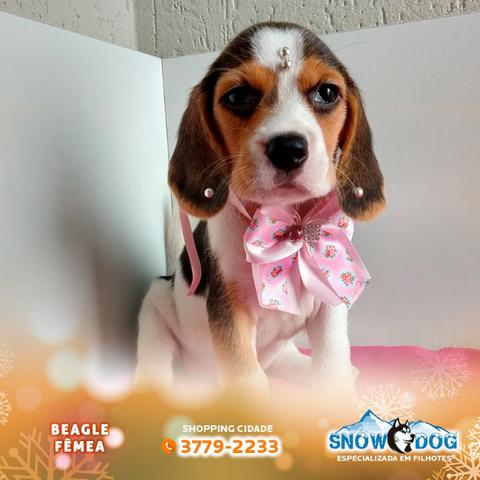 Beagle Fêmea tricolor no Snow Dog do Shopping Cidade, venha conhece-la