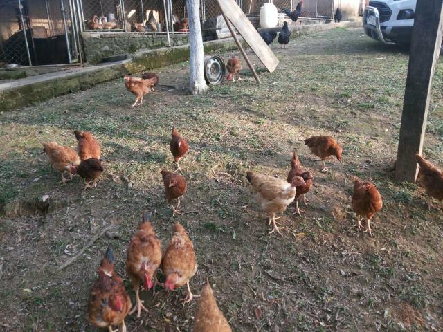 Engorda de Frango Caipira - Foto 11