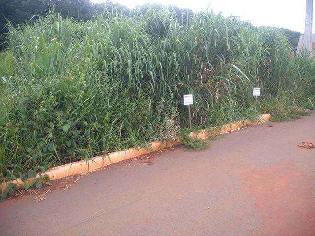 Ágio de lote em Inhumas