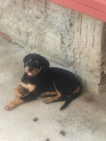 Rottwailer