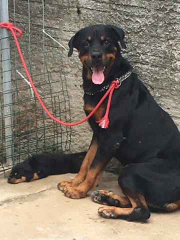 Rottwailer - Foto 5