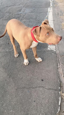 Pitbull 7 meses