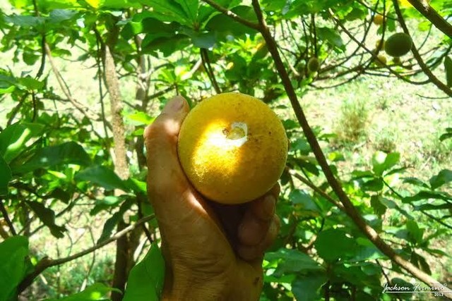 Mudas de frutas brasileiras - Foto 2