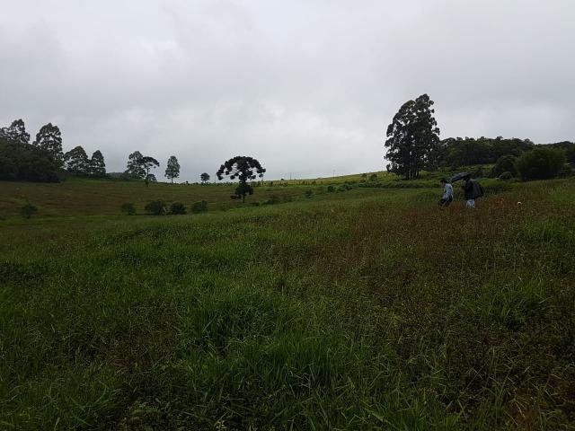 193B/Ótima fazenda de 70 ha bem localizada com ótima altitude e topografia - Foto 3