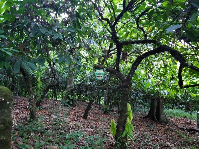 Itajuípe. Fazenda Zona Rural - Foto 15