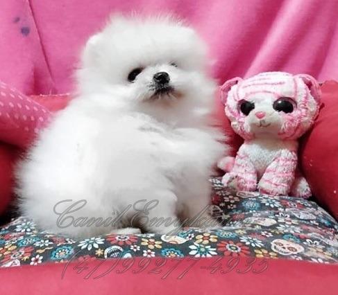 Spitz Alemão- Fêmea - Branco