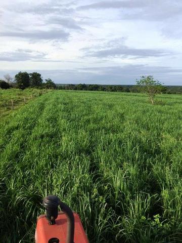 Fazenda Margem Rio Sepotuba B. Bugres MT - Foto 16