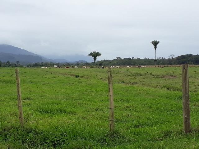 Fazenda Plana toda Aproveitável, Valor muito Atrativo do que Pedem Na Região - Foto 12