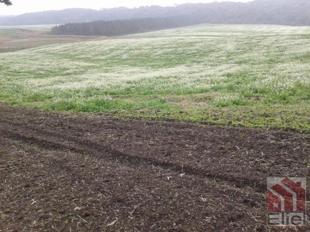 Fazenda Produtiva, Topografia Mecanizada, Propriedade Lindíssima - Foto 8