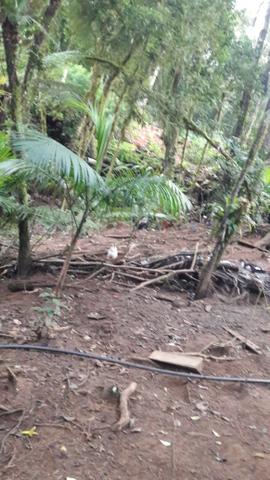 Chácara área rural porteira fechada - Foto 17
