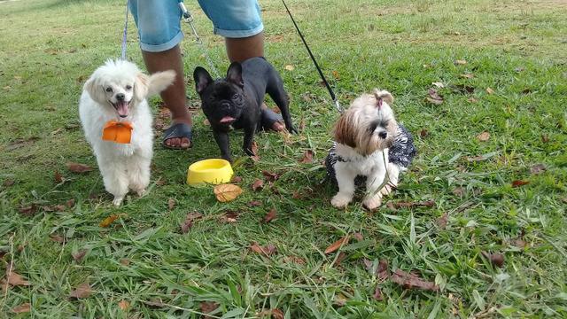 Hospedagem/ Dog Walker/ Pet Sitter Para Cachorros