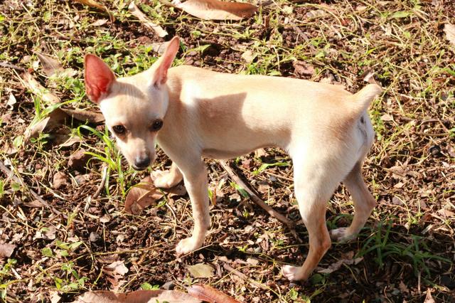 Pinscher - Foto 6