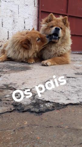 Vendo chow chow - Foto 4