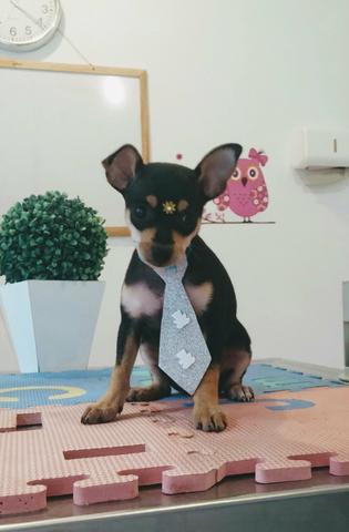 Pinscher - Foto 4