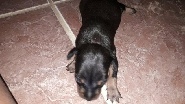 Pinche n1 macho ligitimo