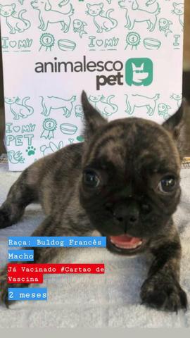 Vendo filhote de bulldogu francês - Foto 2