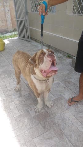 Bulldog Campeiro em busca de Namorada - Foto 2