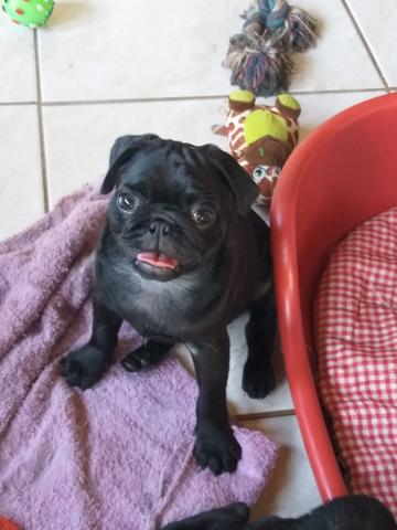 Fêmeas de Pug Pedigree Microchip - Foto 2