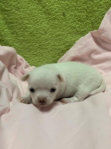 Chihuahua os mais perfeitos Cores raras Whats - Foto 3